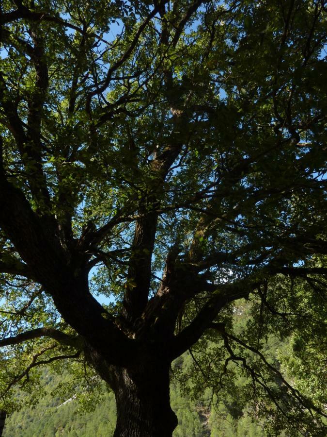El Molino Daire Castejón de Sos Dış mekan fotoğraf